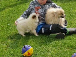 Sehr schöne Pomeranian-Zwergspitzwelpen
