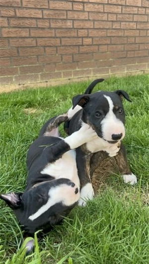 Miniatur Bullterrier Welpen Rüden